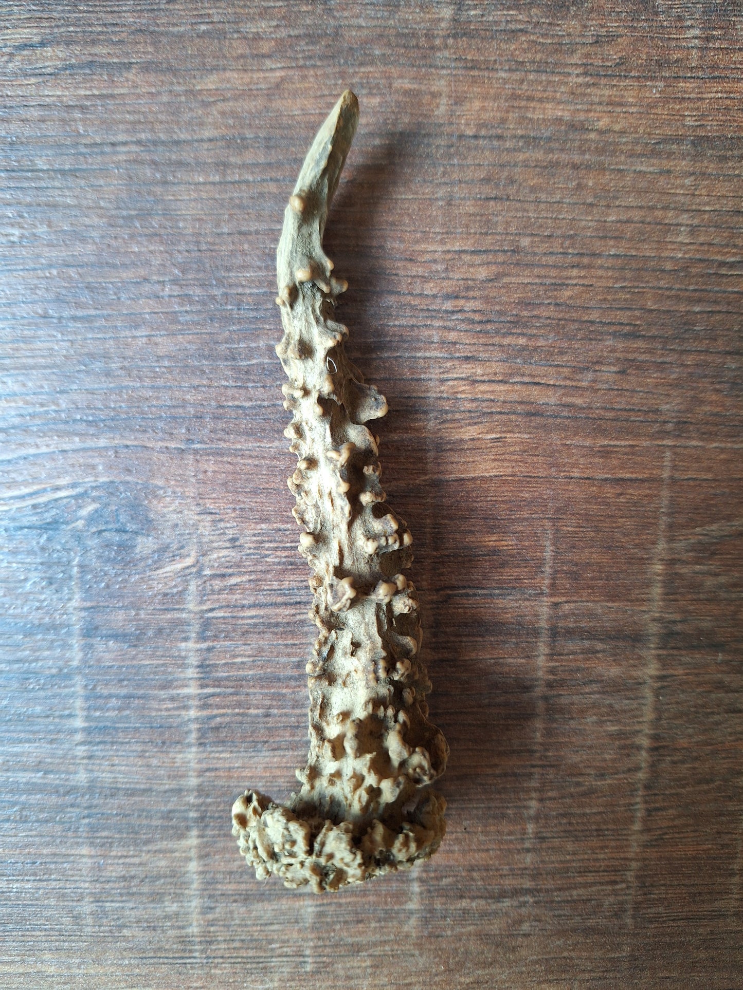 Roe deer antlers small, single