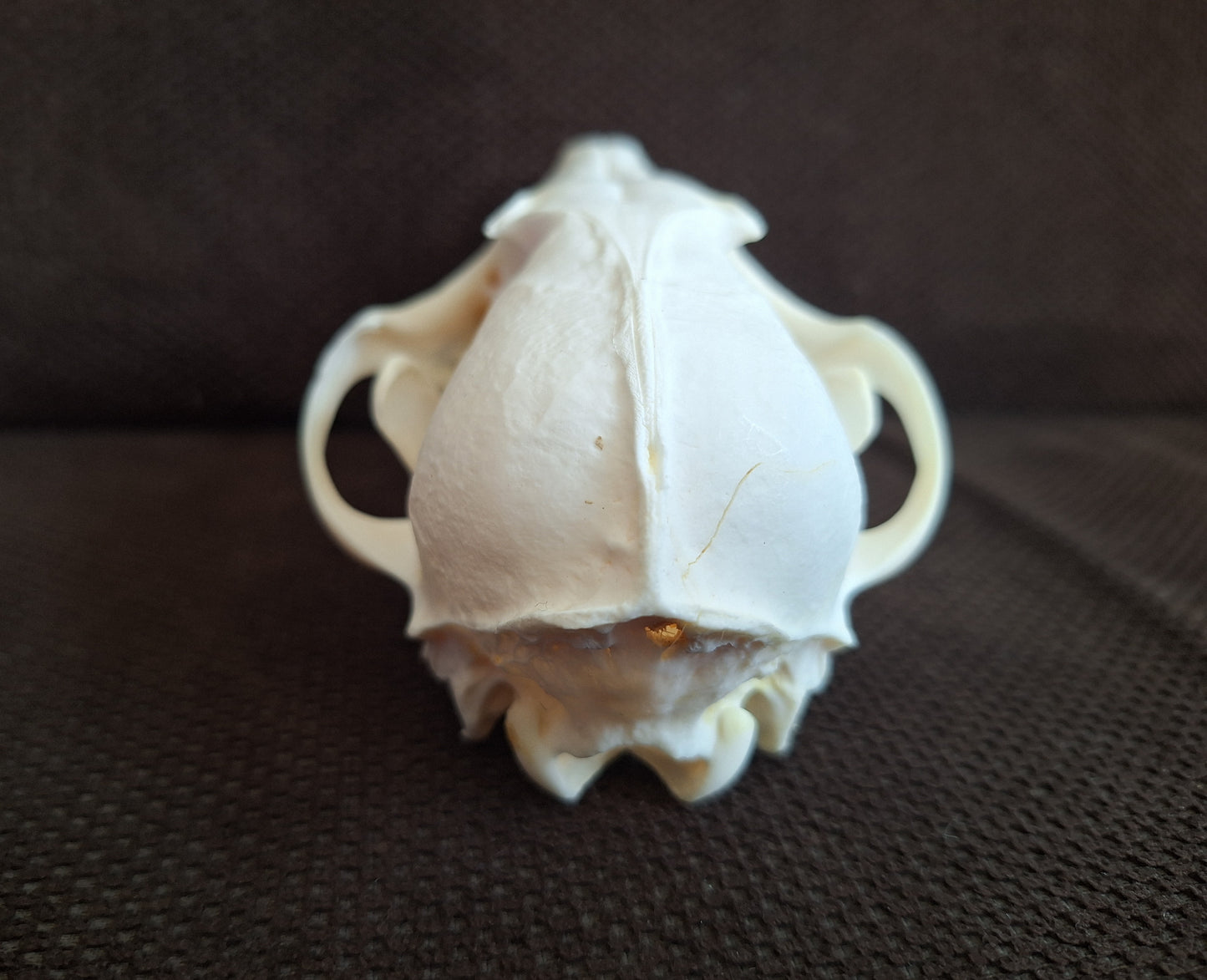 Fox skull #17