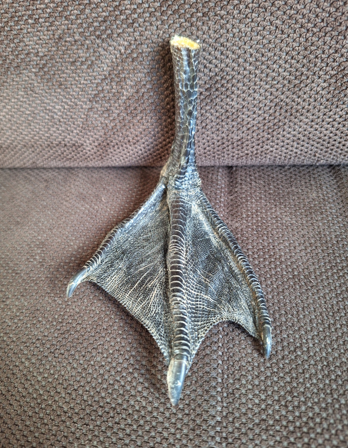 Barnacle goose lower leg #3