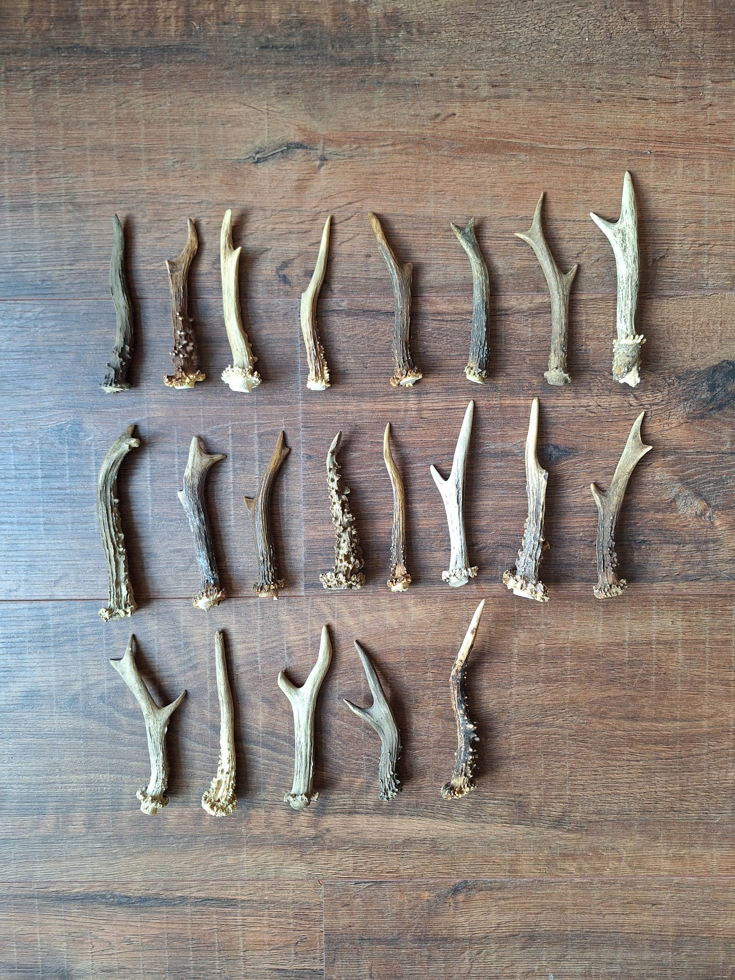 Roe deer antlers small, single
