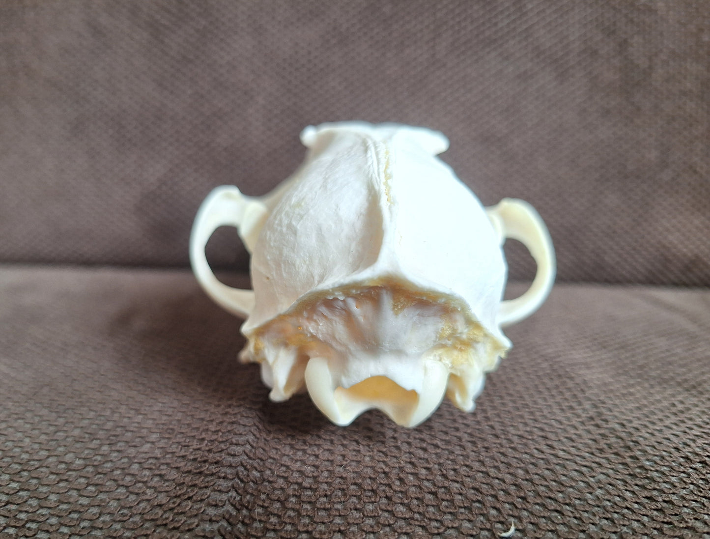 Fox skull #21