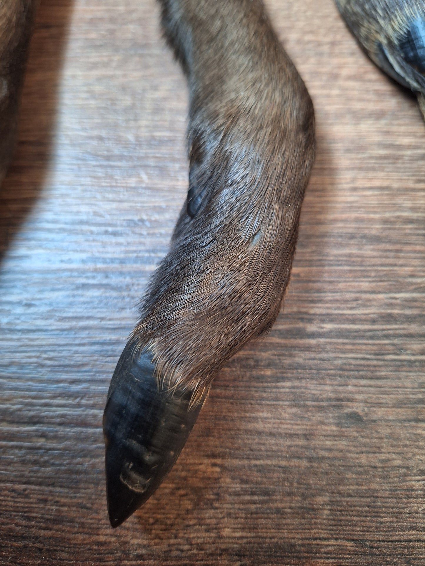Black roe deer lower legs