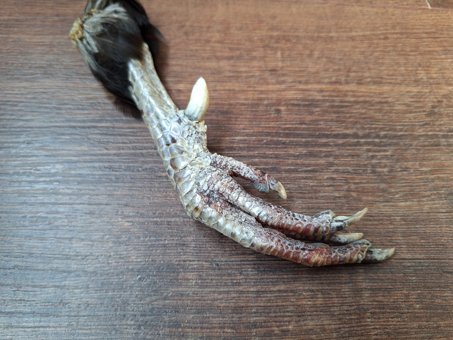 Chicken lower leg