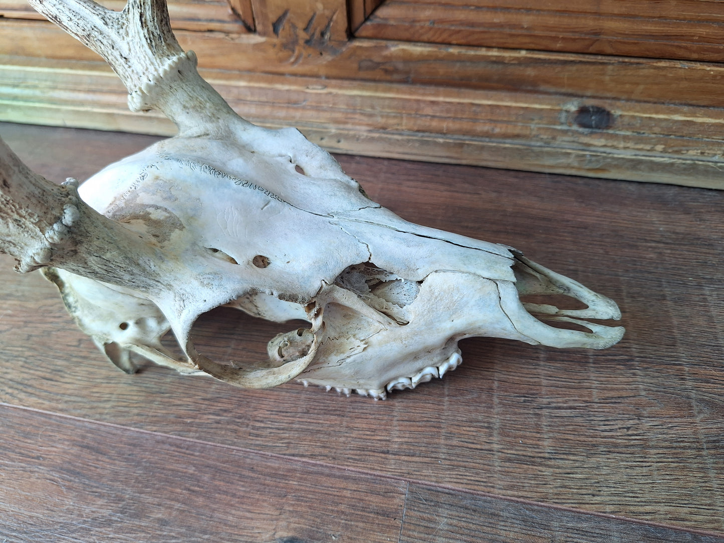 Red deer skull #2