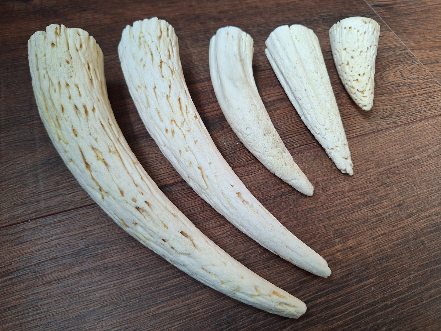 Cow horn pit, set of 5