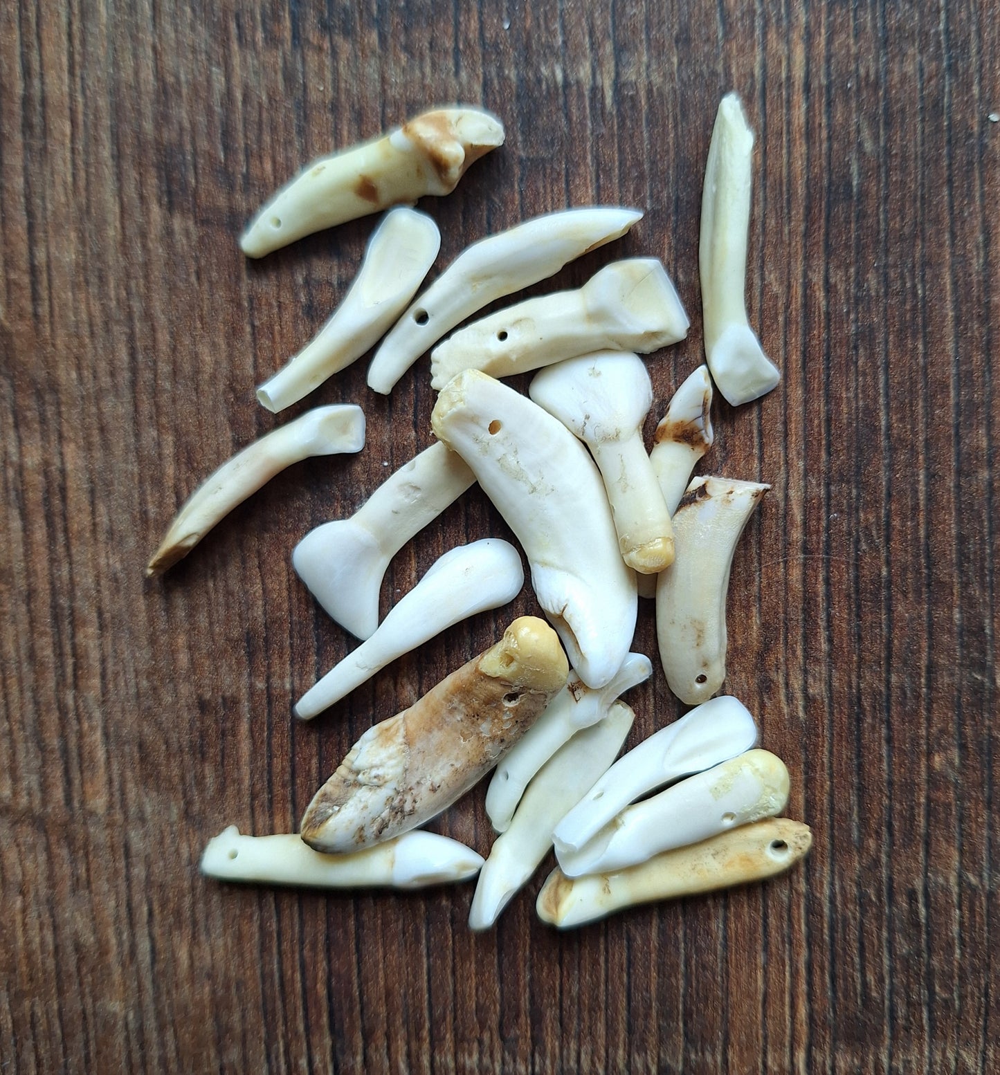 Cow teeth, crafting set
