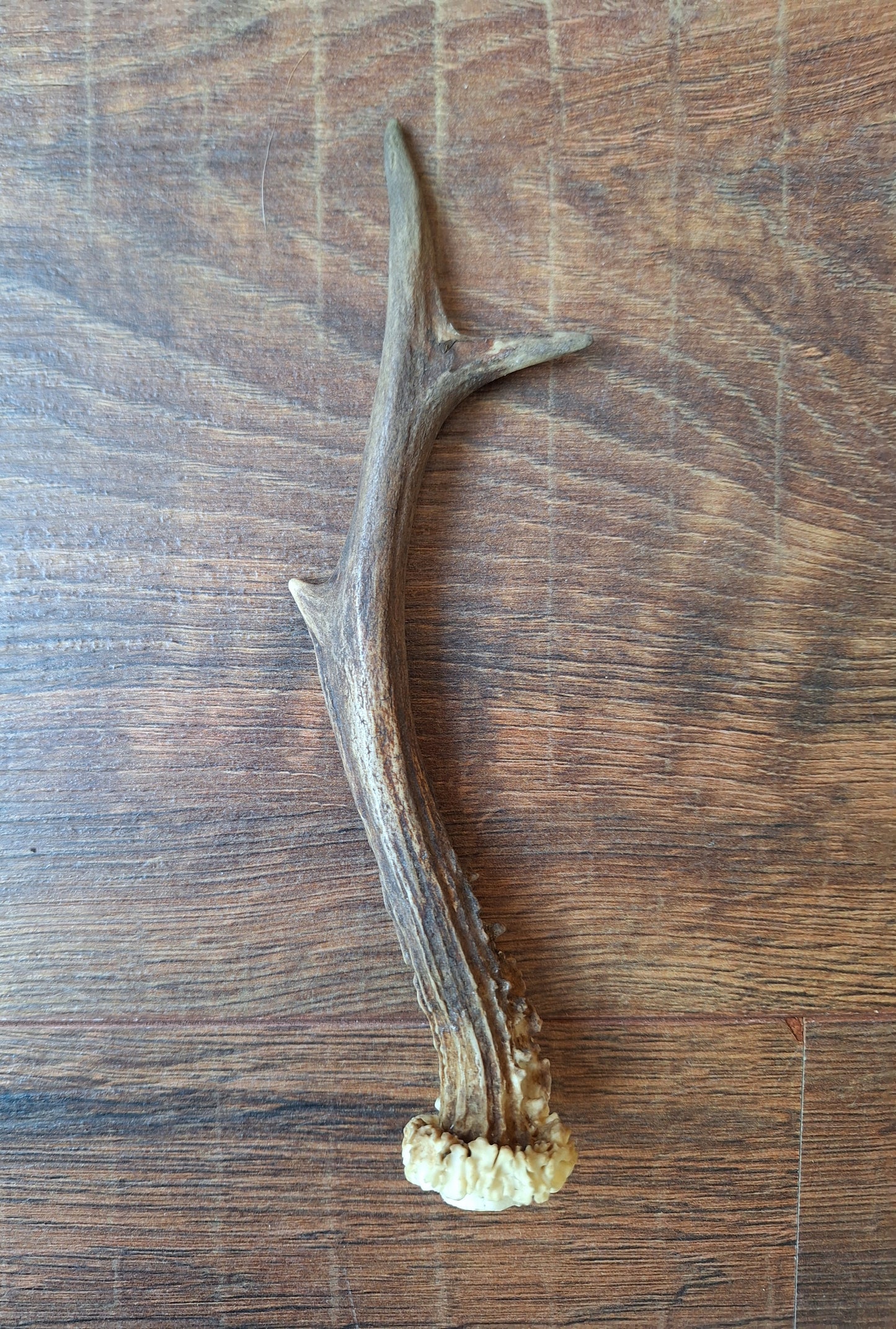 Roe deer antlers, single