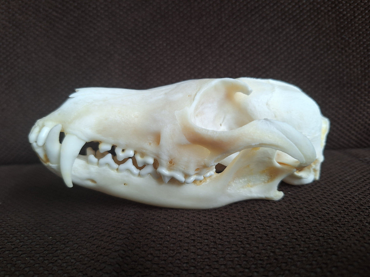 Fox skull #22