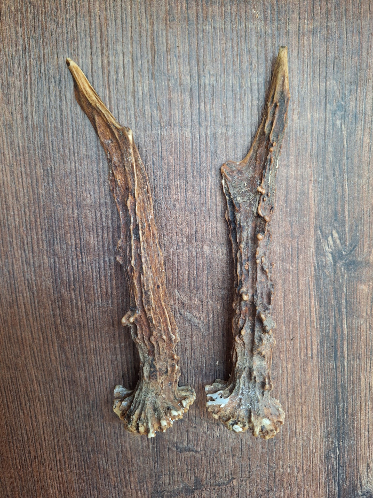Roe deer antlers, set of two