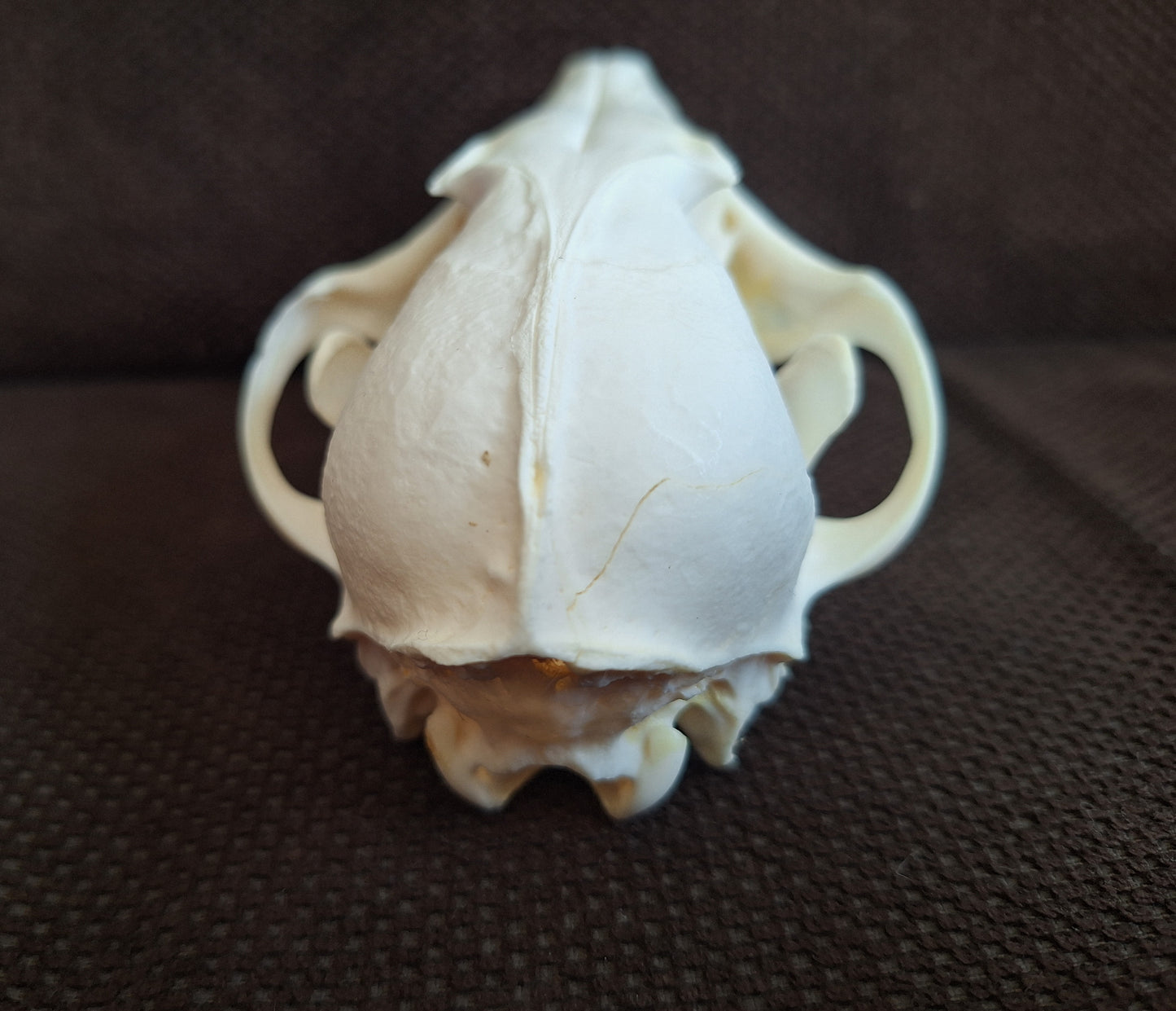 Fox skull #17