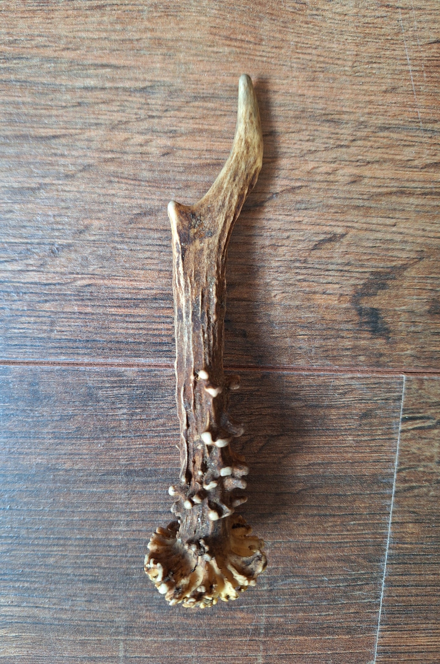 Roe deer antlers small, single