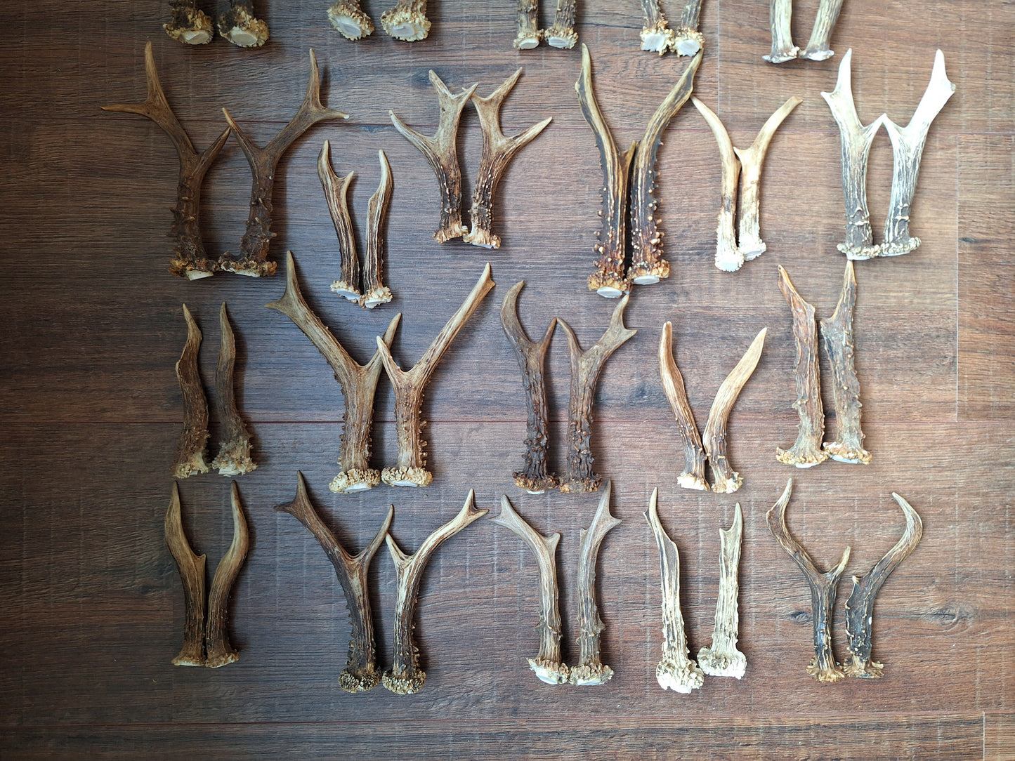 Roe deer antlers, set of two