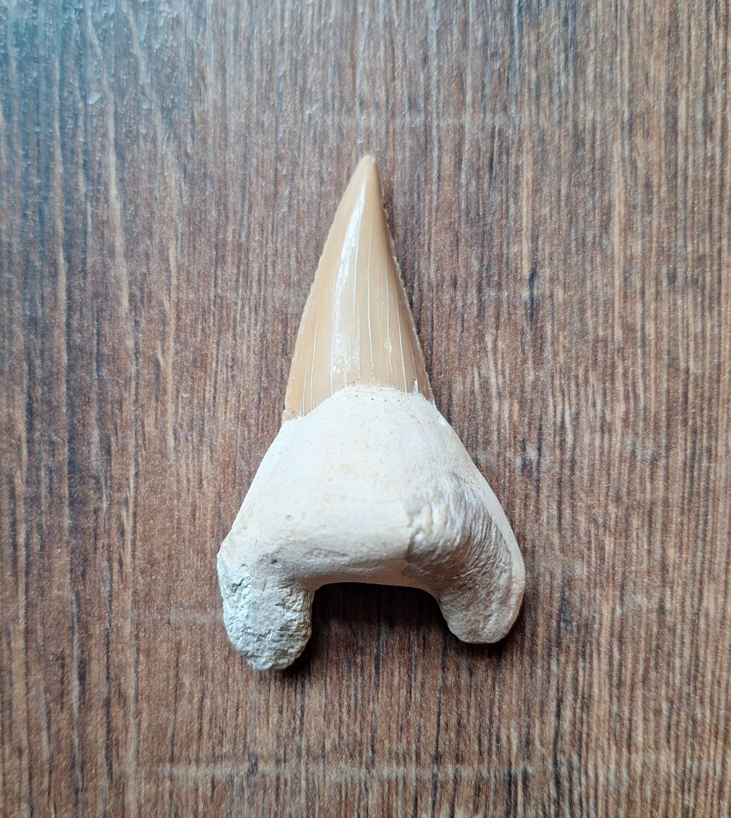 Fossilized shark teeth, large