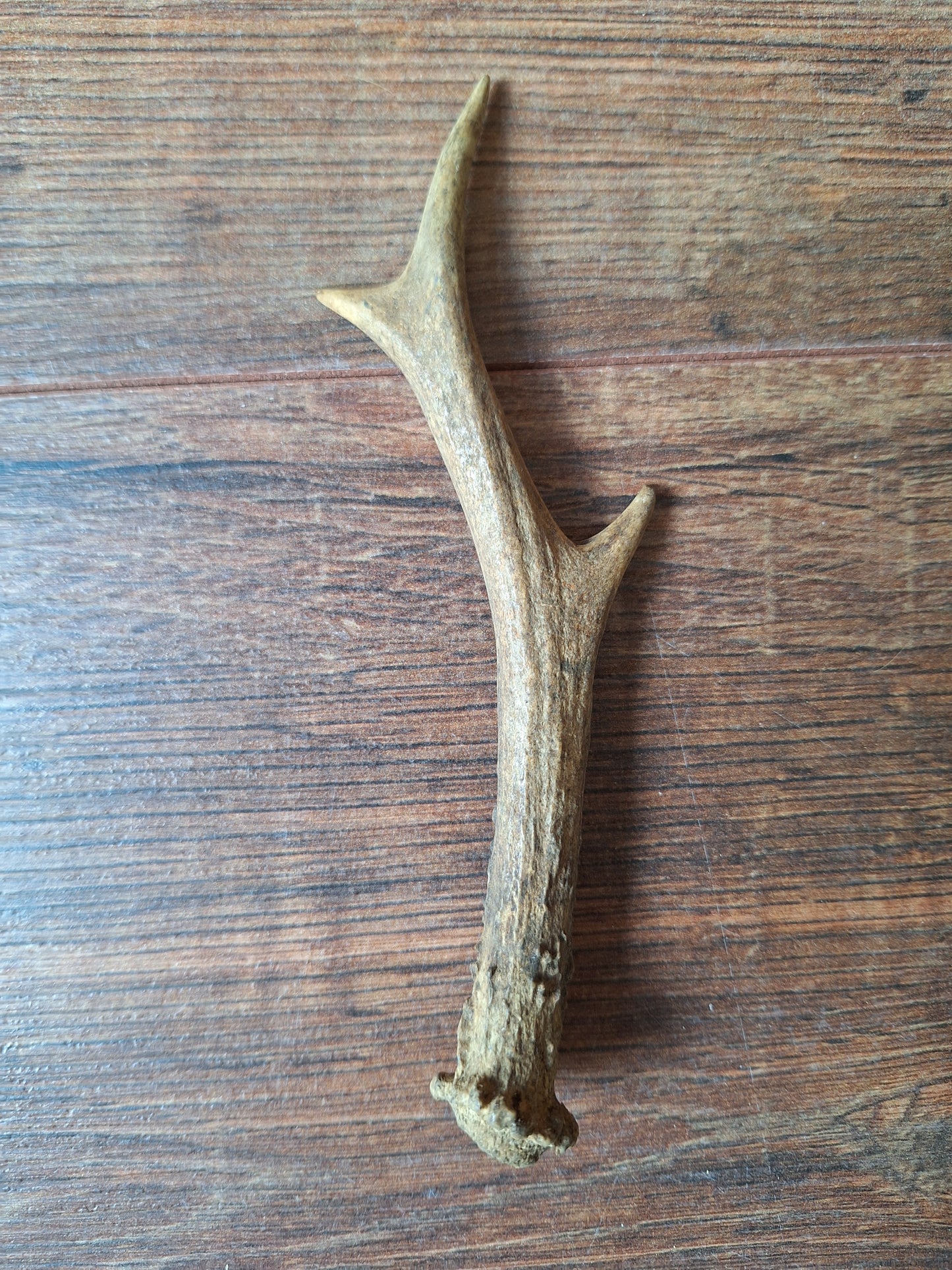 Roe deer antlers small, single