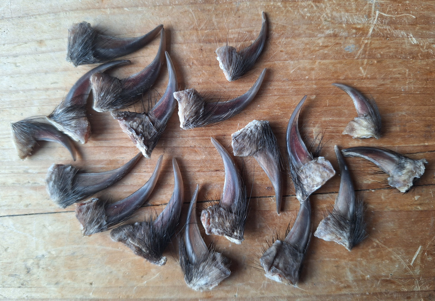 Badger claws #5