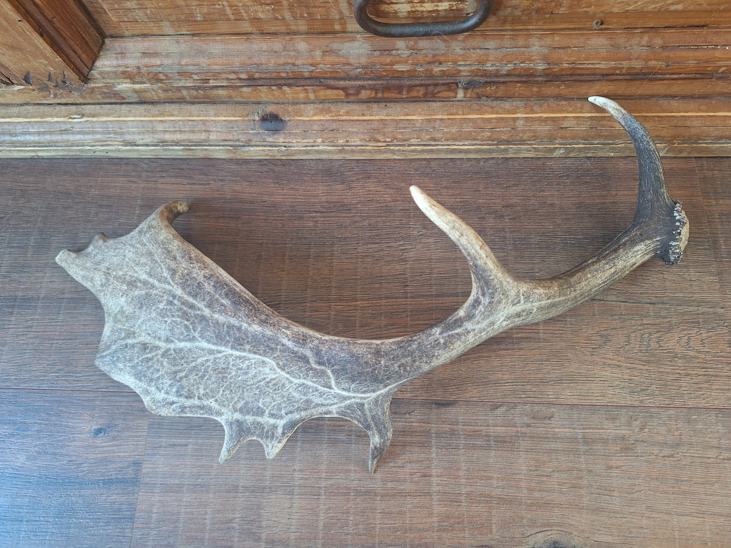 Fallow deer antler, single #13