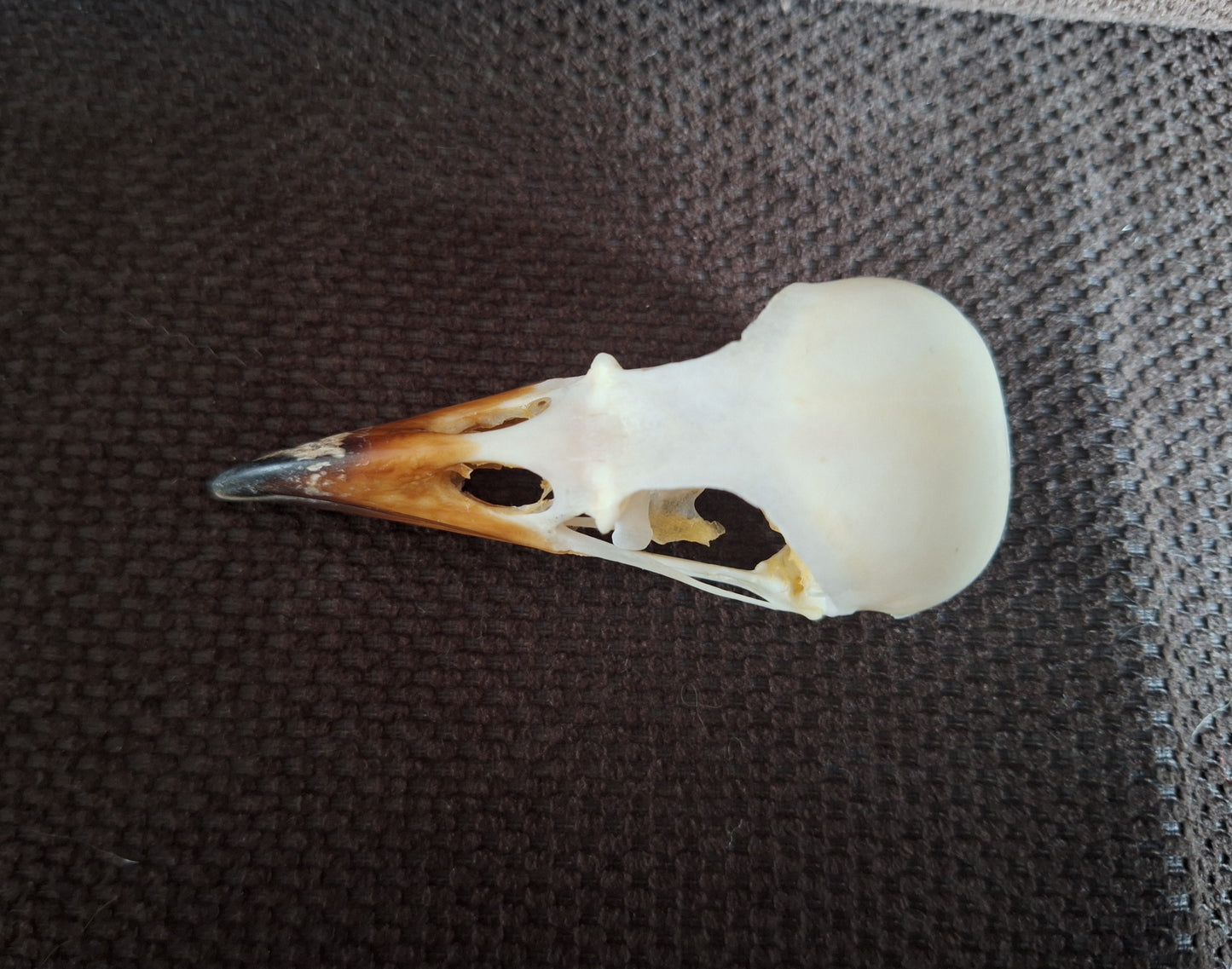 Jackdaw skull #6