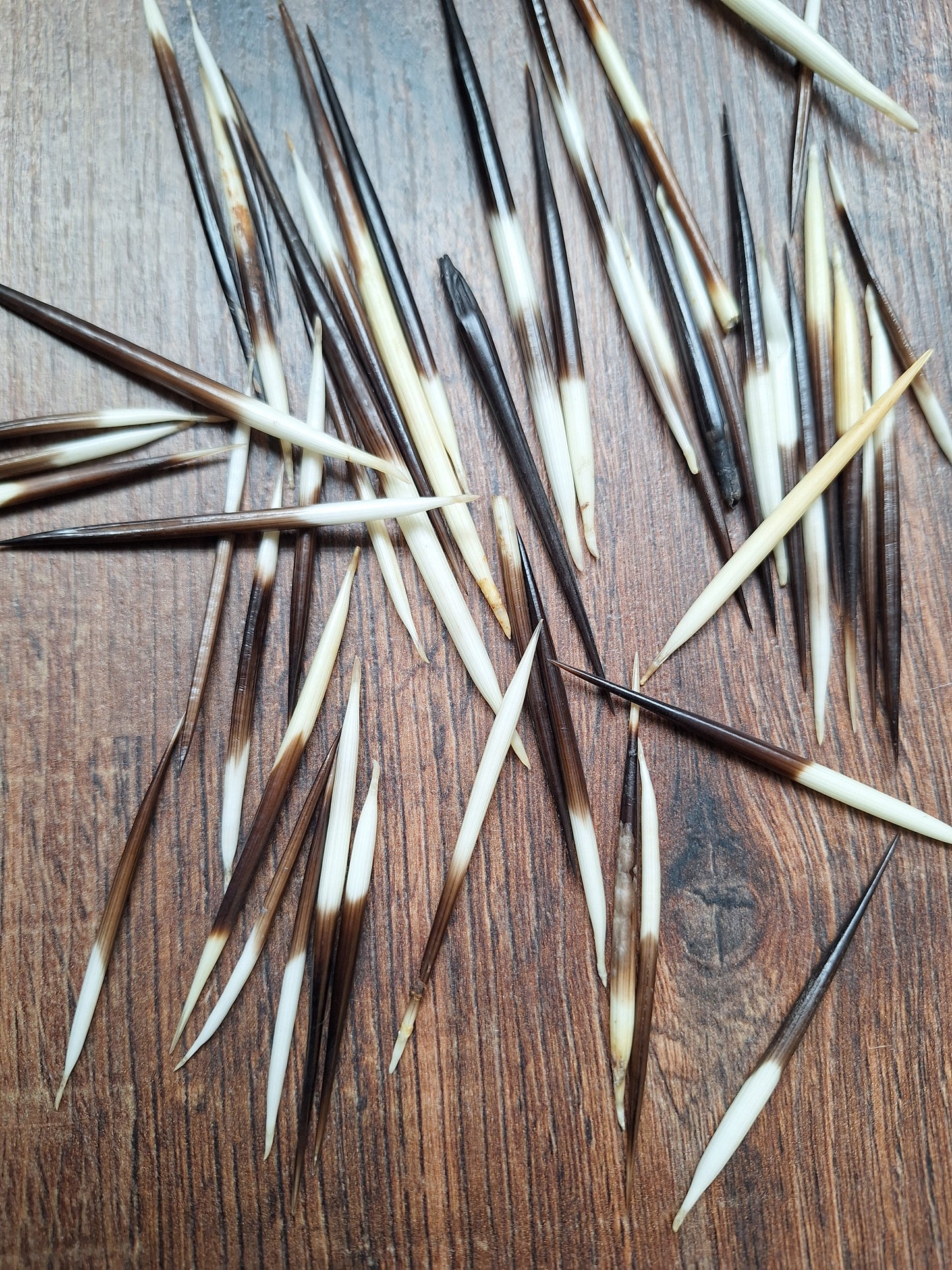 Set of small porcupine quills