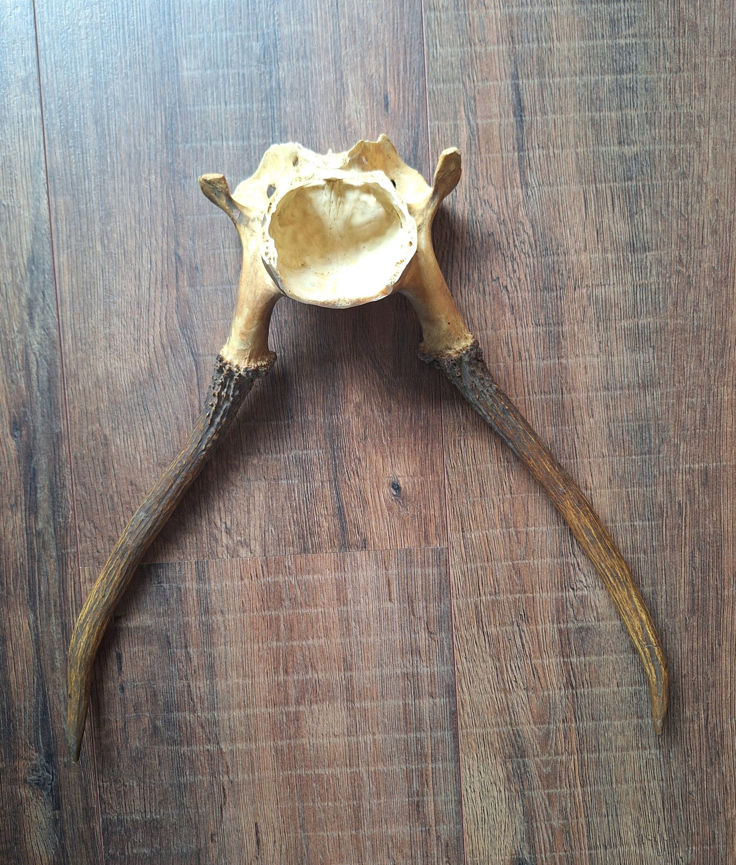 Red deer skull cap, B-quality