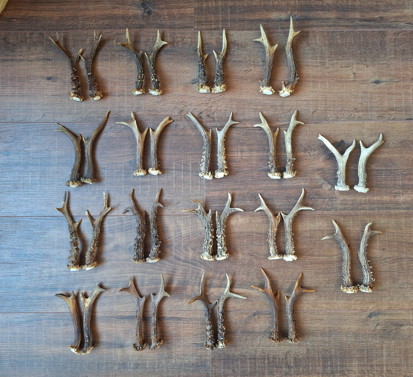 Roe deer antlers, set of two
