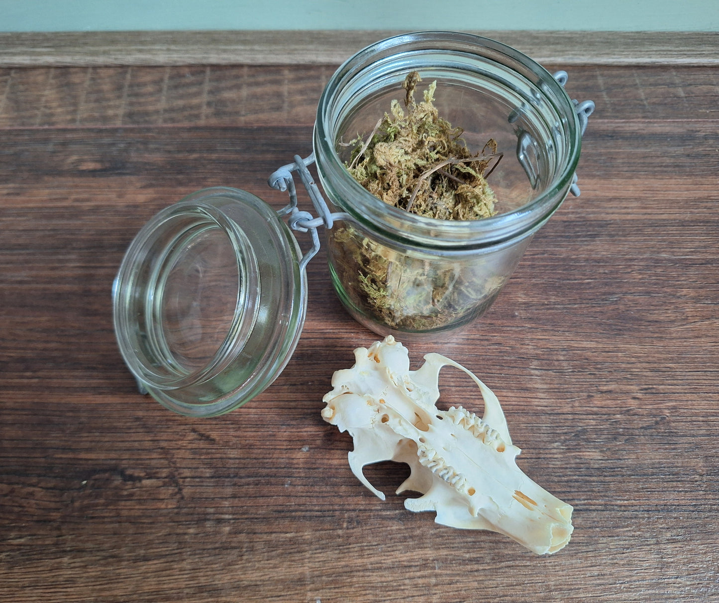 Alpine marmot upper skull, B-quality, in glass jar