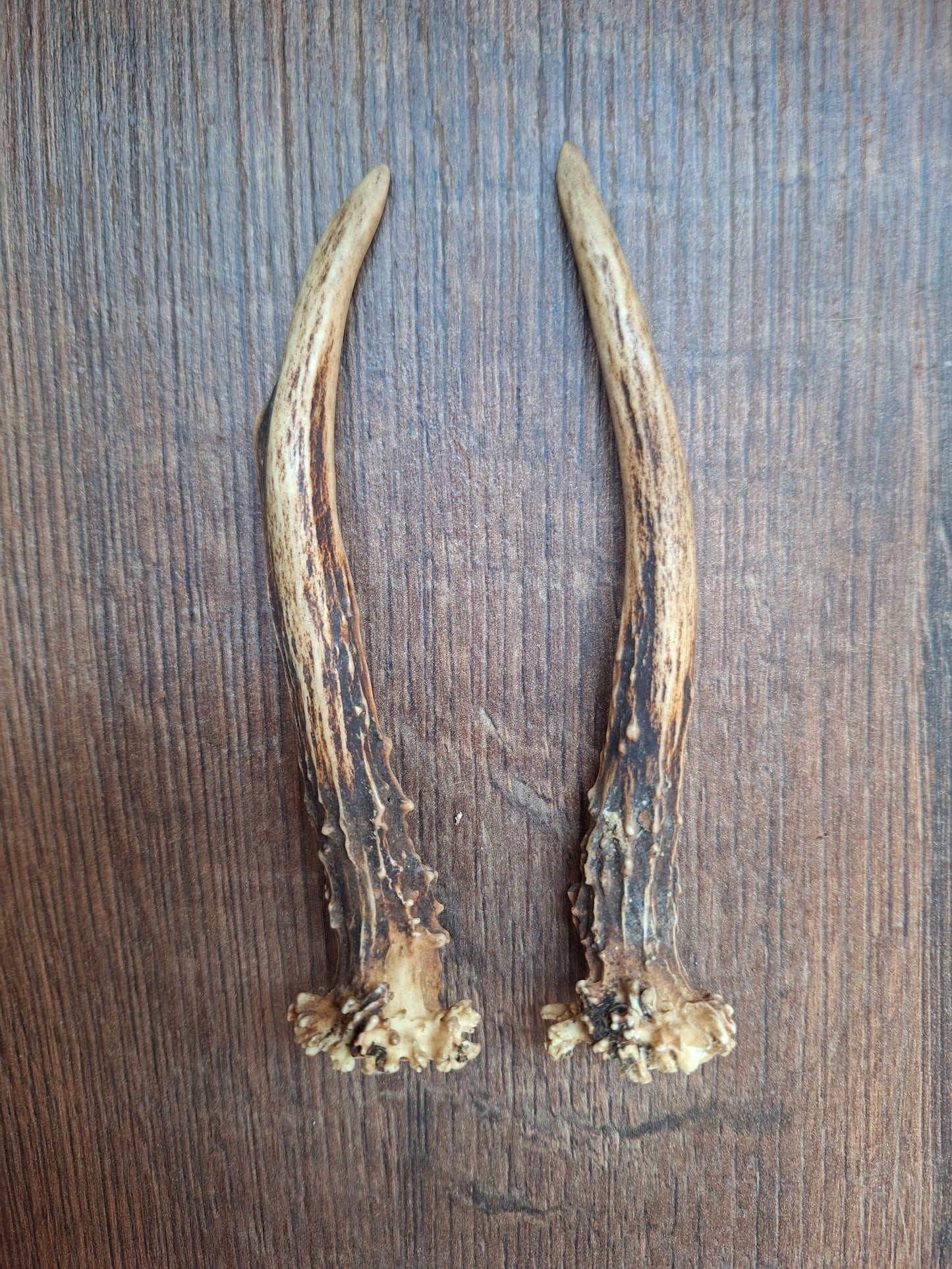 Roe deer antlers, set of two