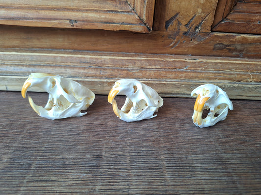 Musk rat skull
