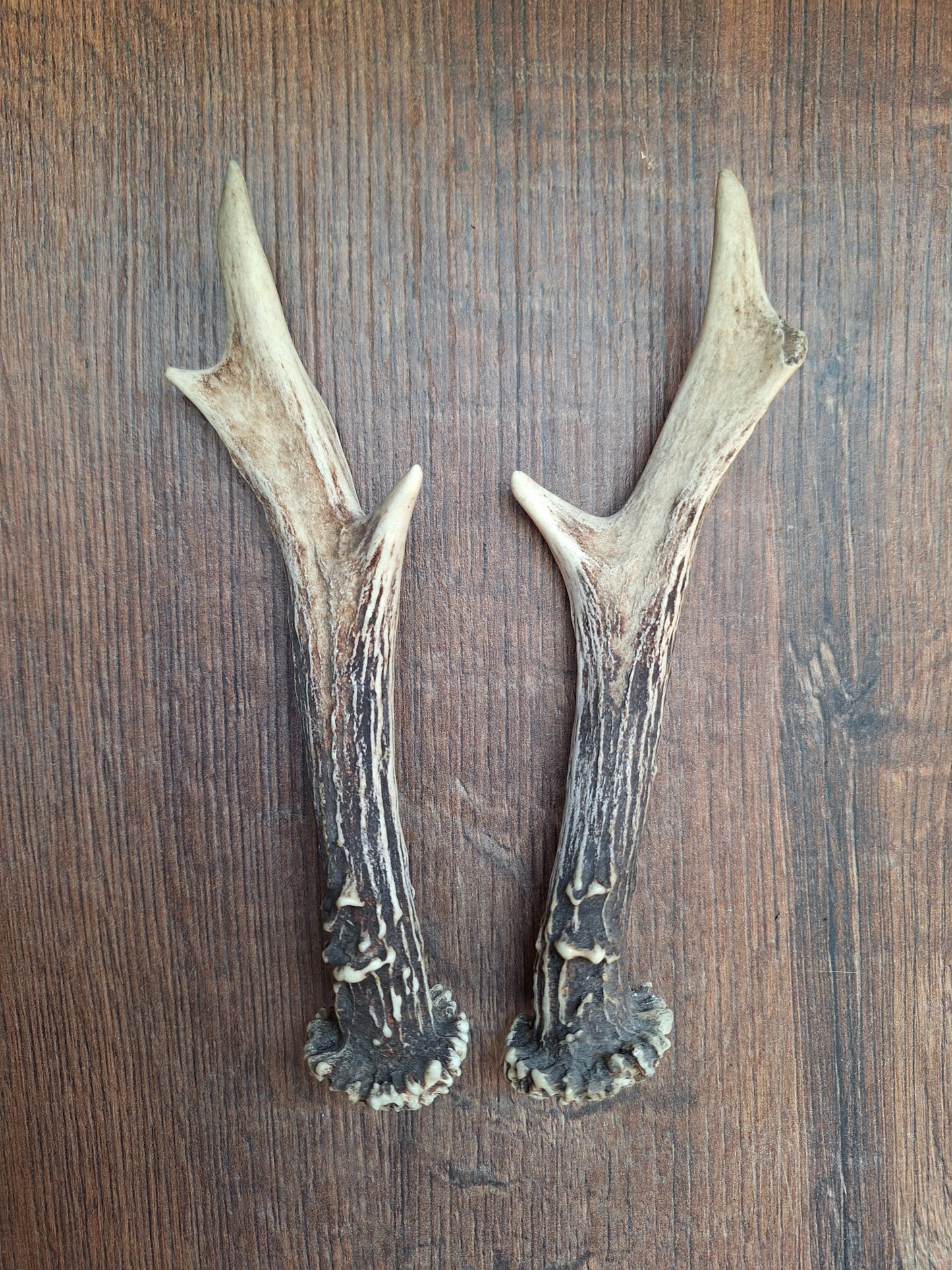 Roe deer antlers, set of two