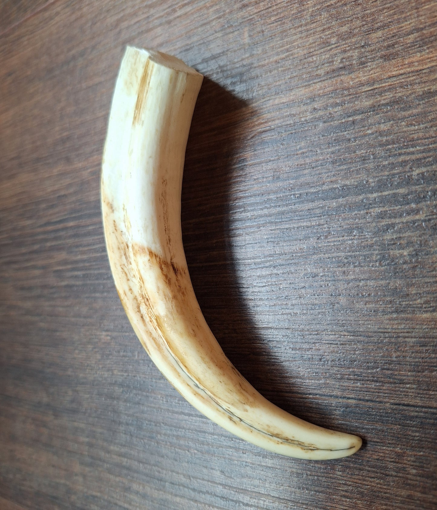 Wart hog tusk