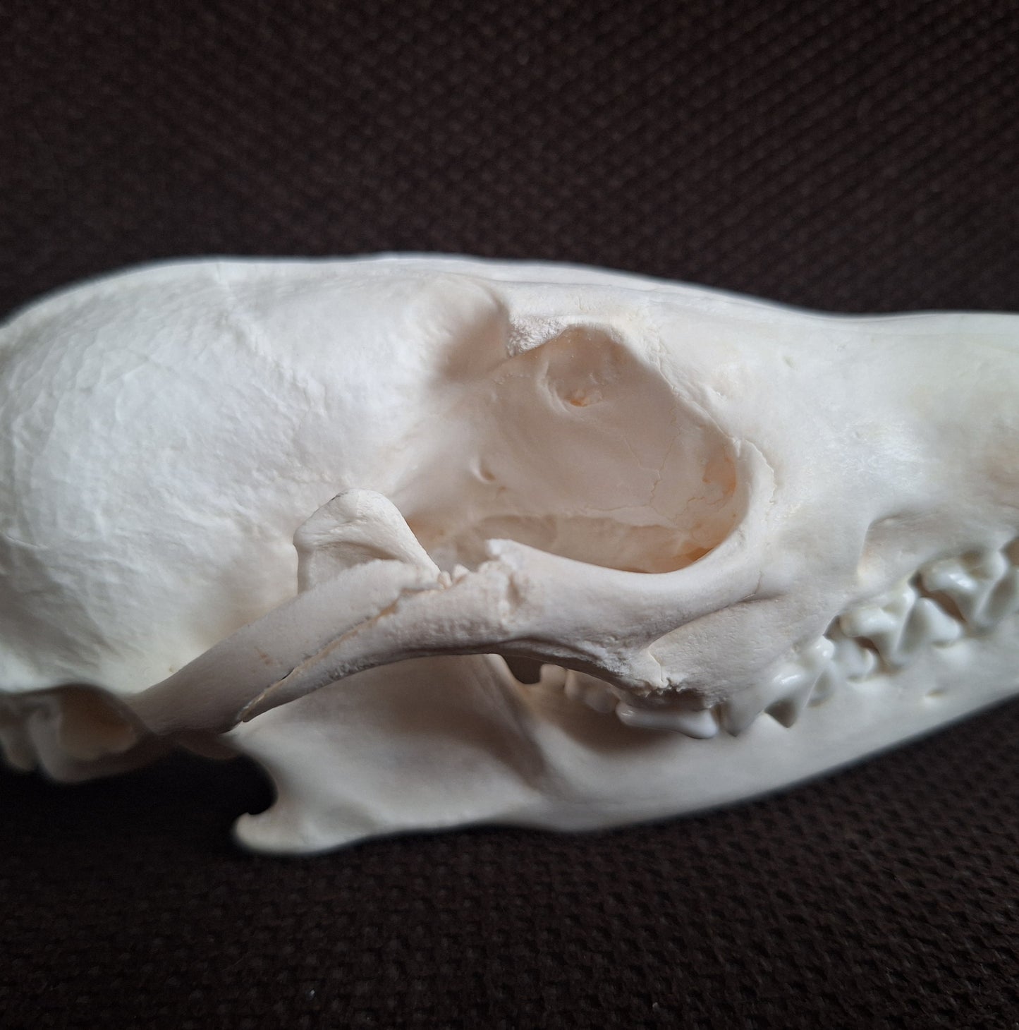 Fox skull #25