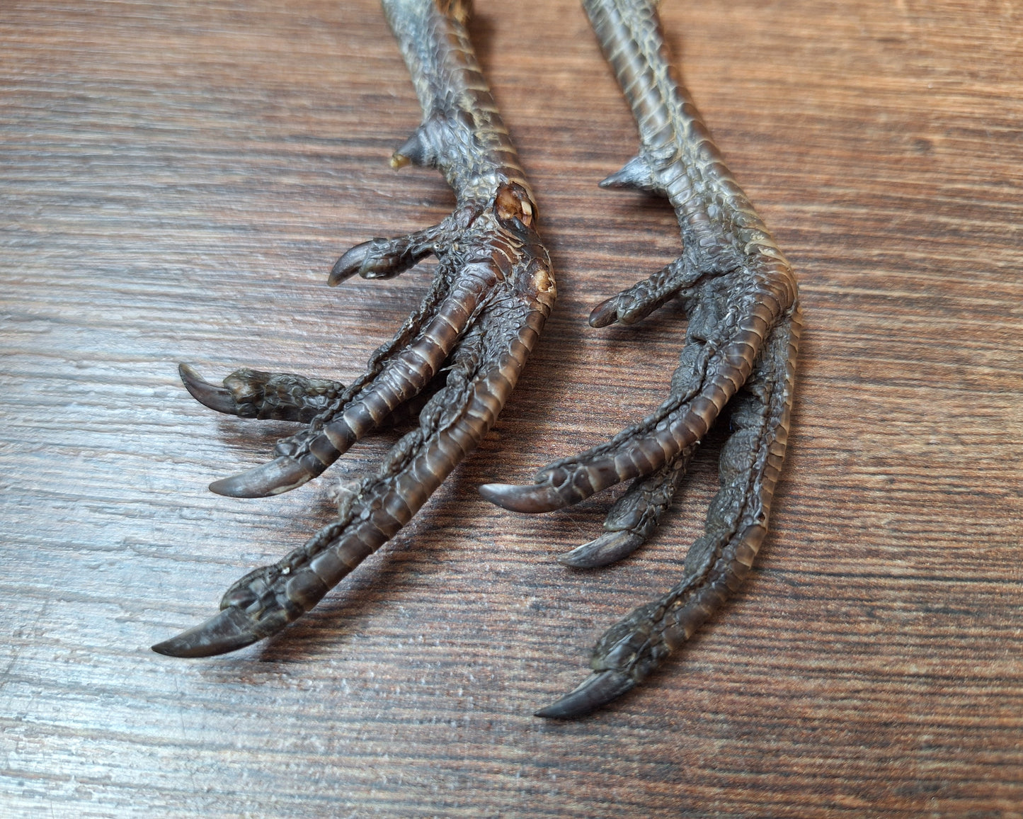 Chicken lower legs, set of 2