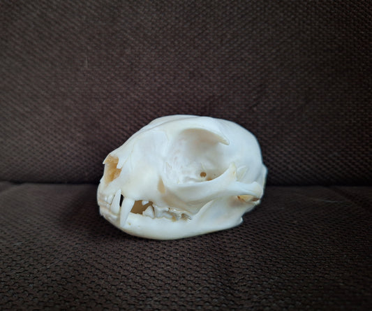 Cat skull