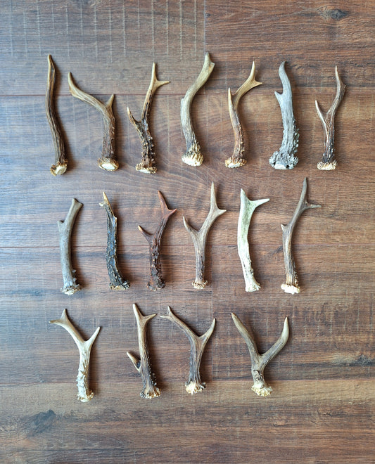 Roe deer antlers, single
