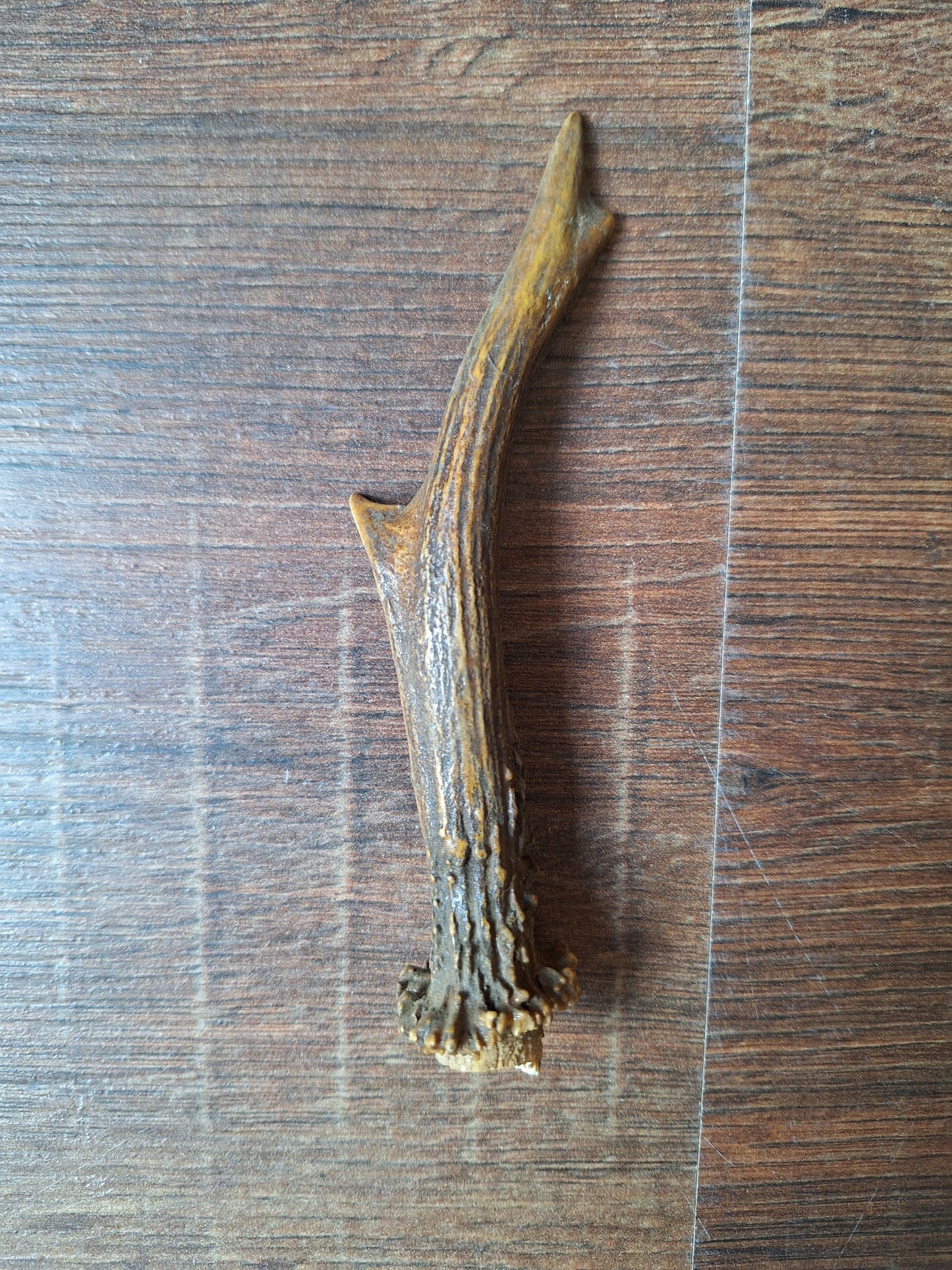 Roe deer antlers small, single