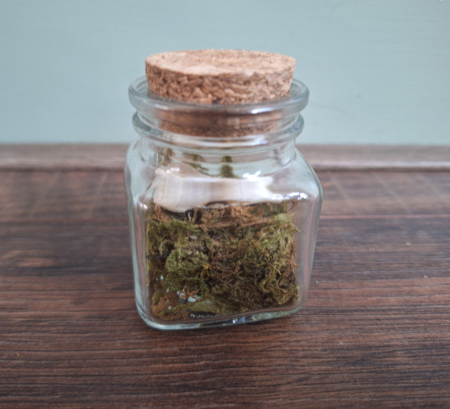 Mole skull in glass jar