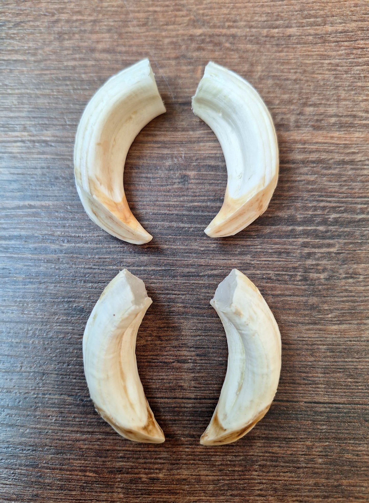 Wild boar upper jaw tusks, set of two
