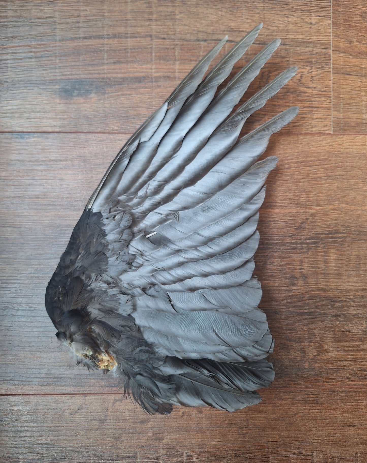 Crow single wing #48