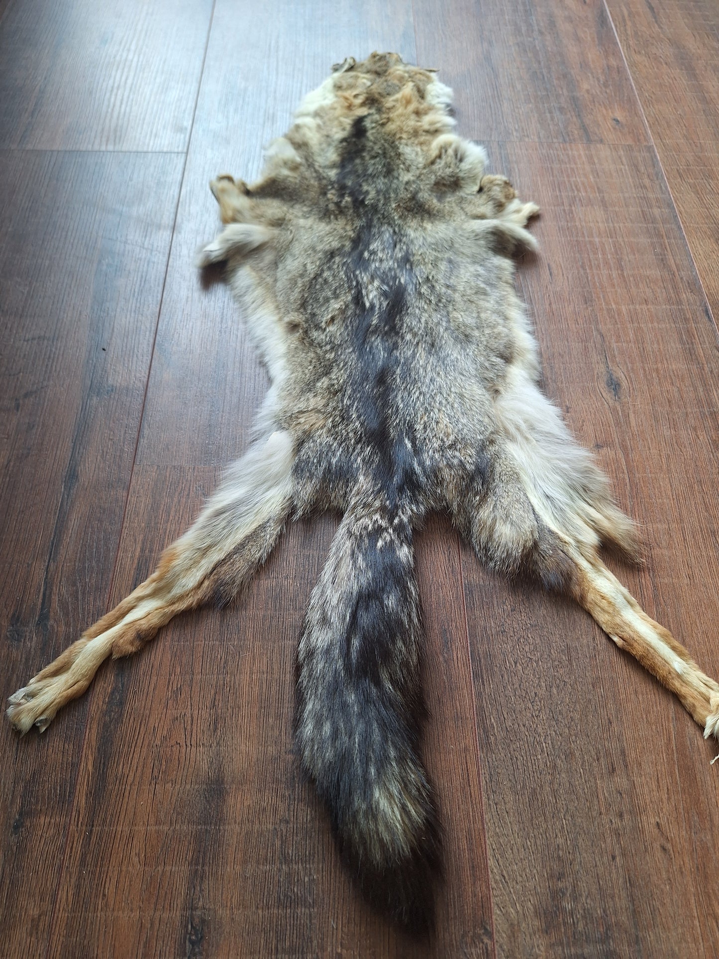 Cape fox hide #2