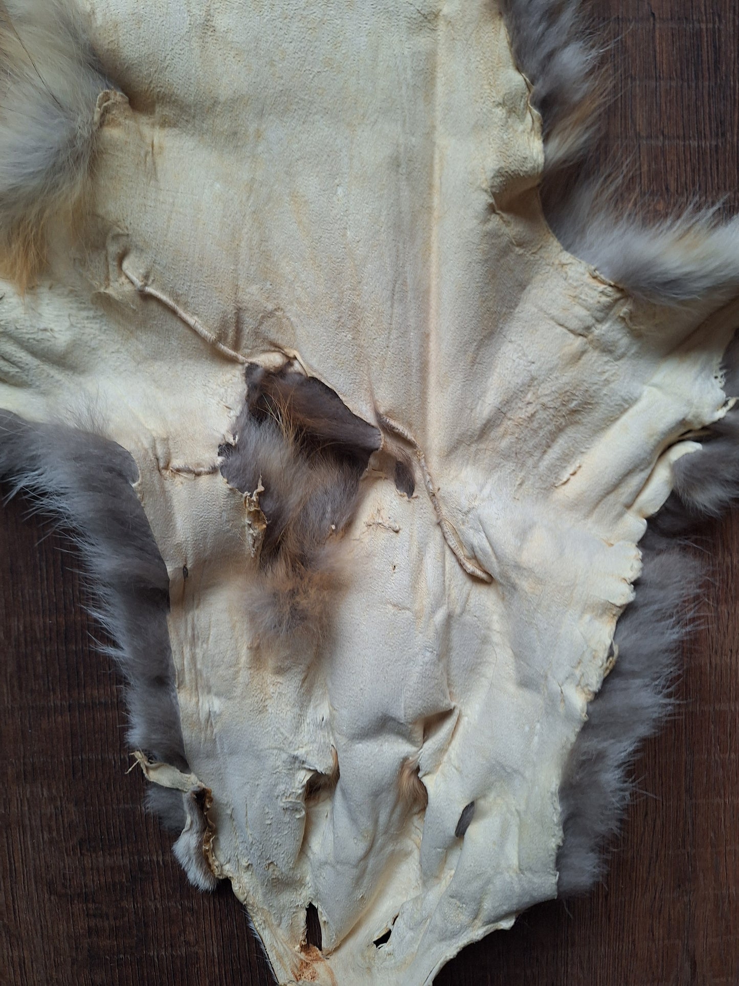 Red fox hide #28, B-quality
