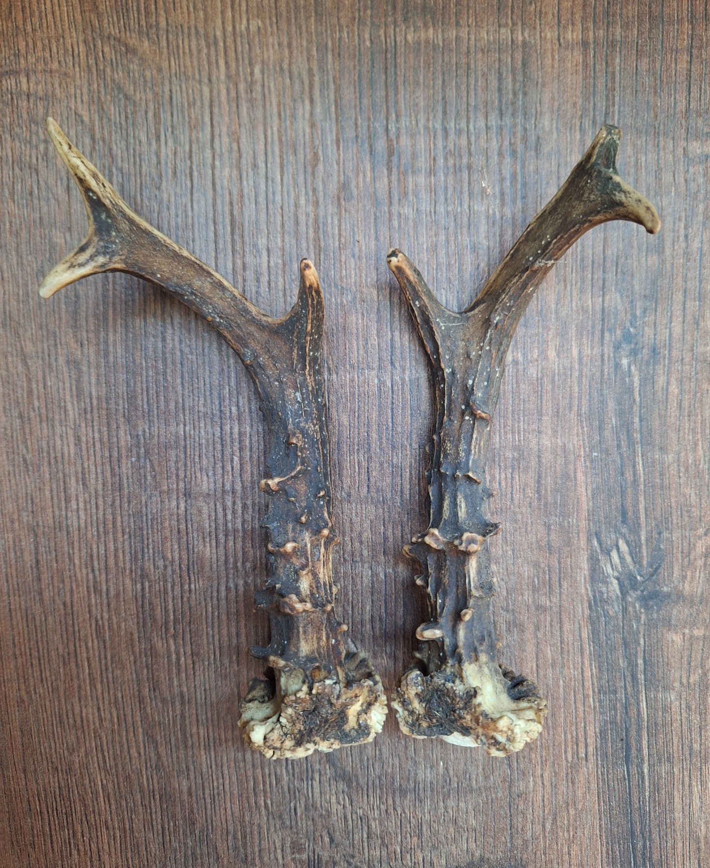 Roe deer antlers, set of two