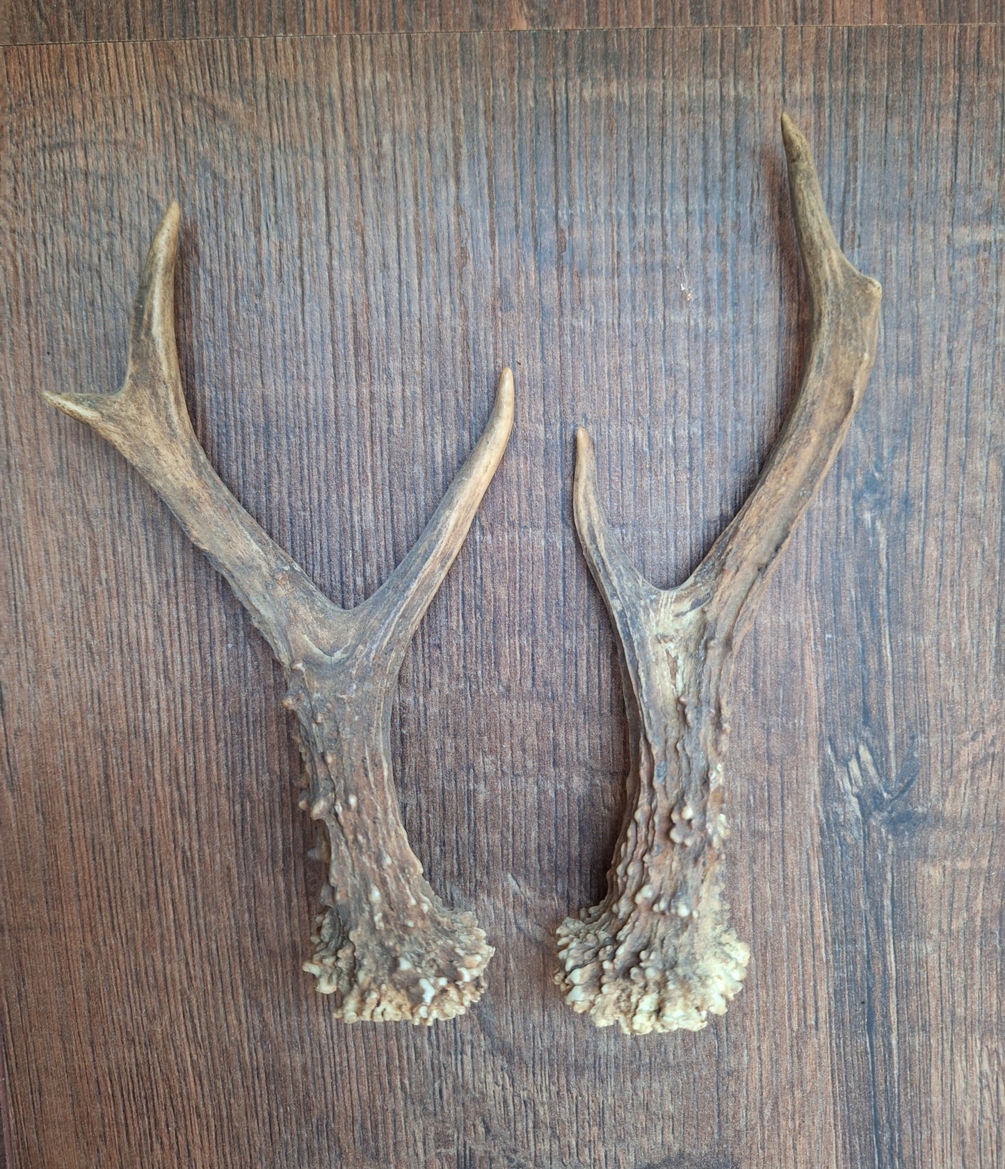 Roe deer antlers, set of two