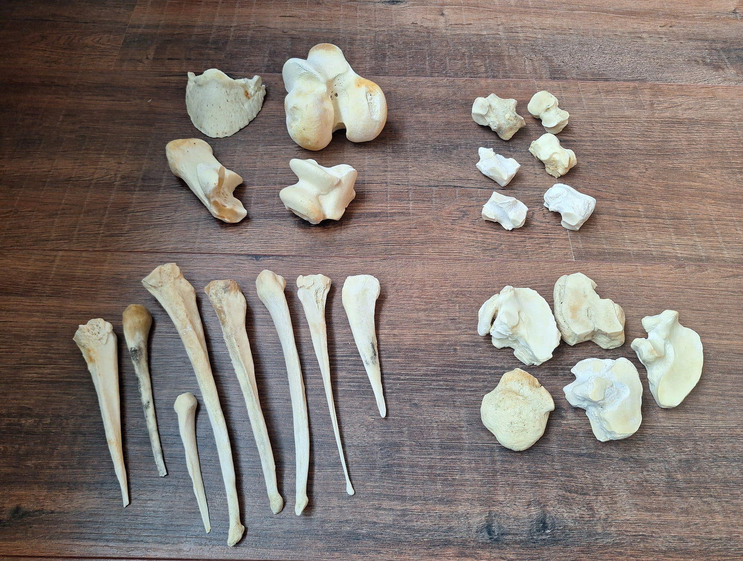 Horse leg bones, crafting sets