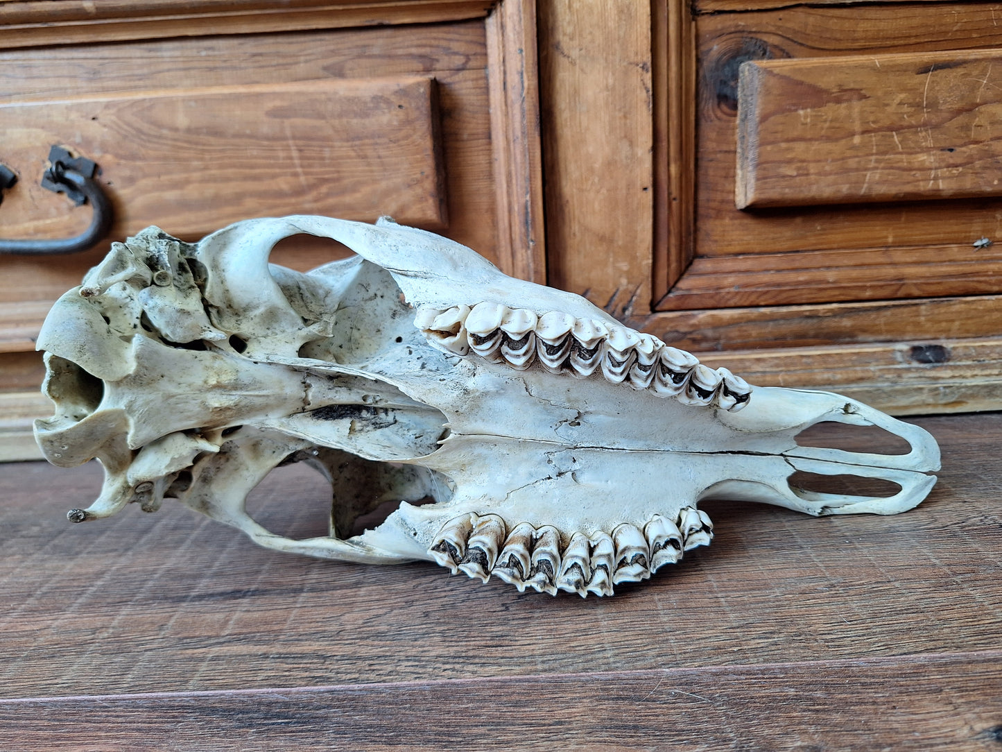 Red deer skull