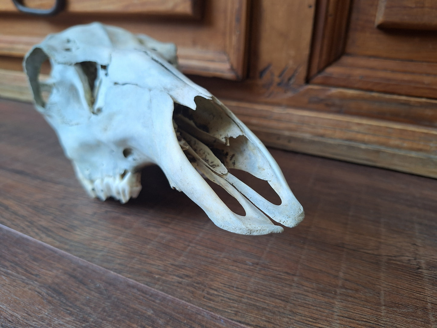 Red deer skull