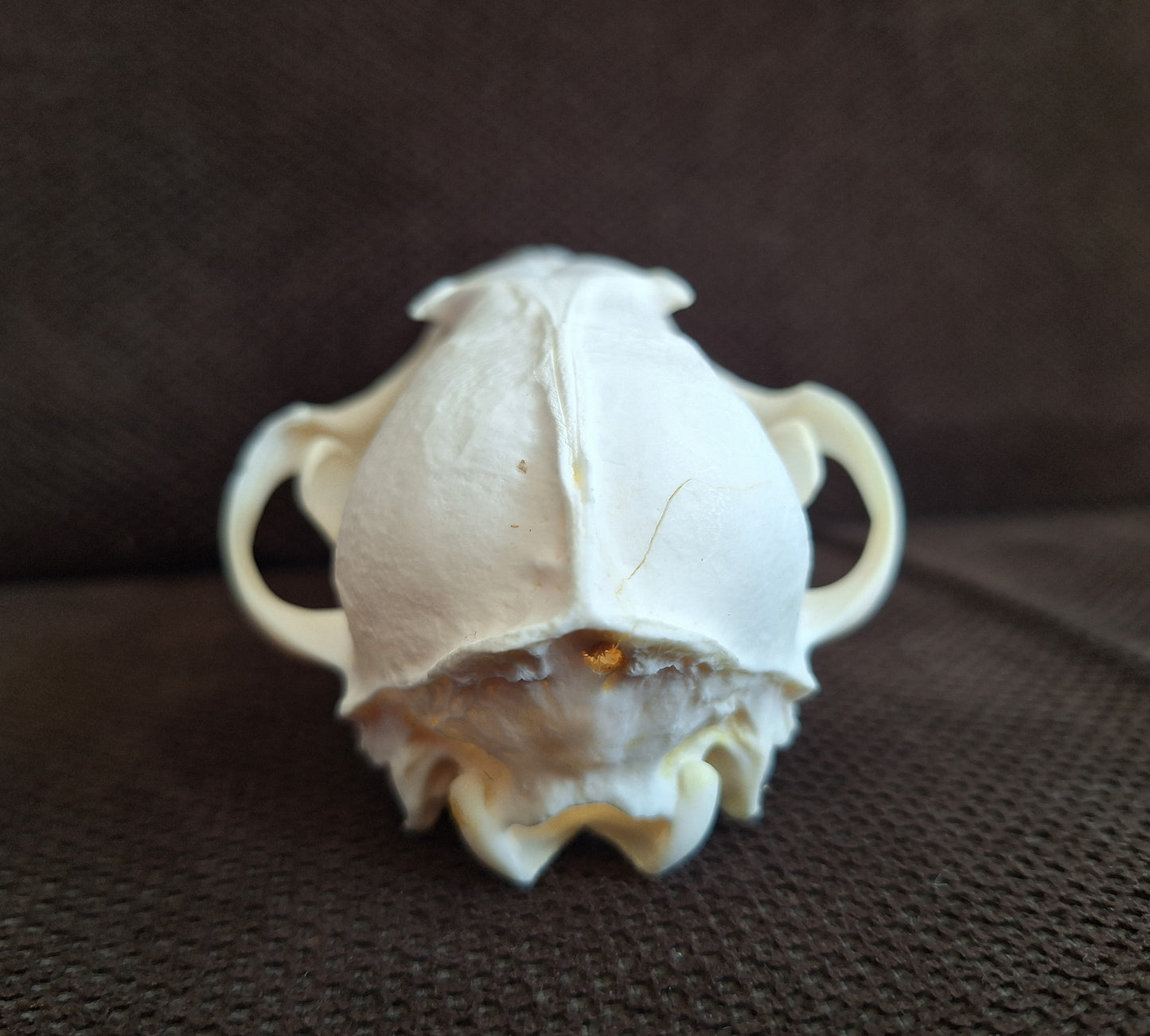 Fox skull #17