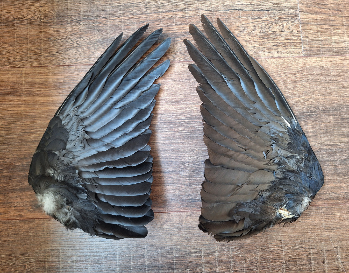 Crow set of wings #27