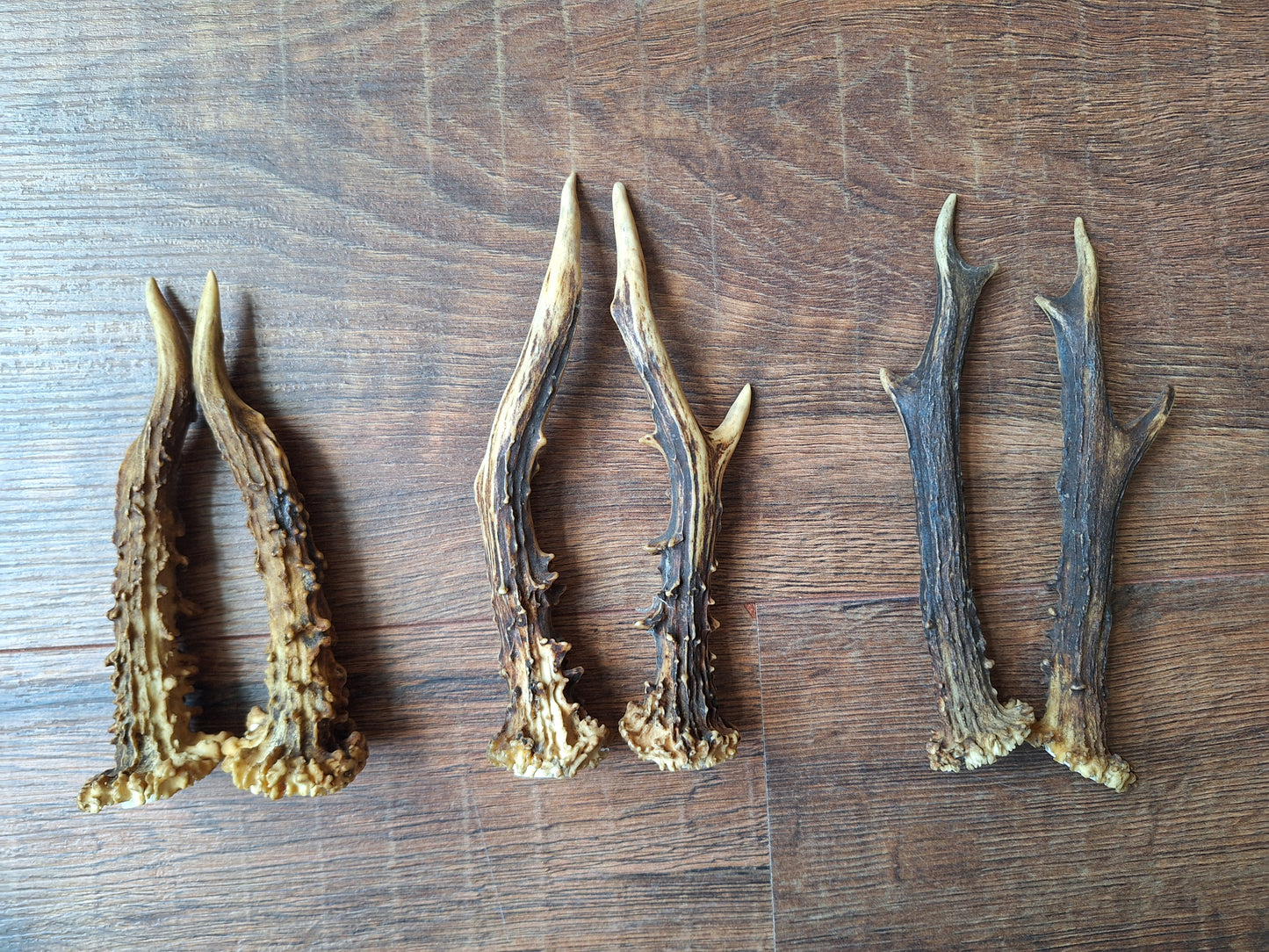 Roe deer antlers, set of two