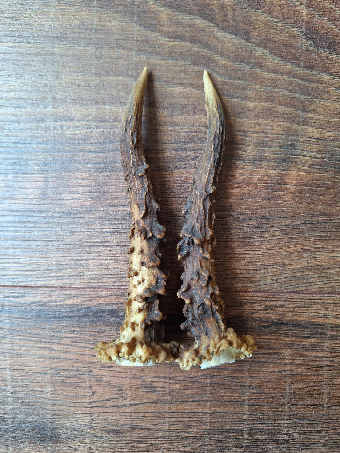 Roe deer antlers, set of two