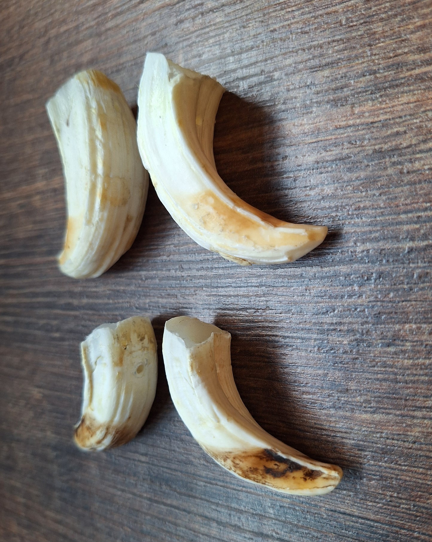 Wild boar upper jaw tusks, set of two