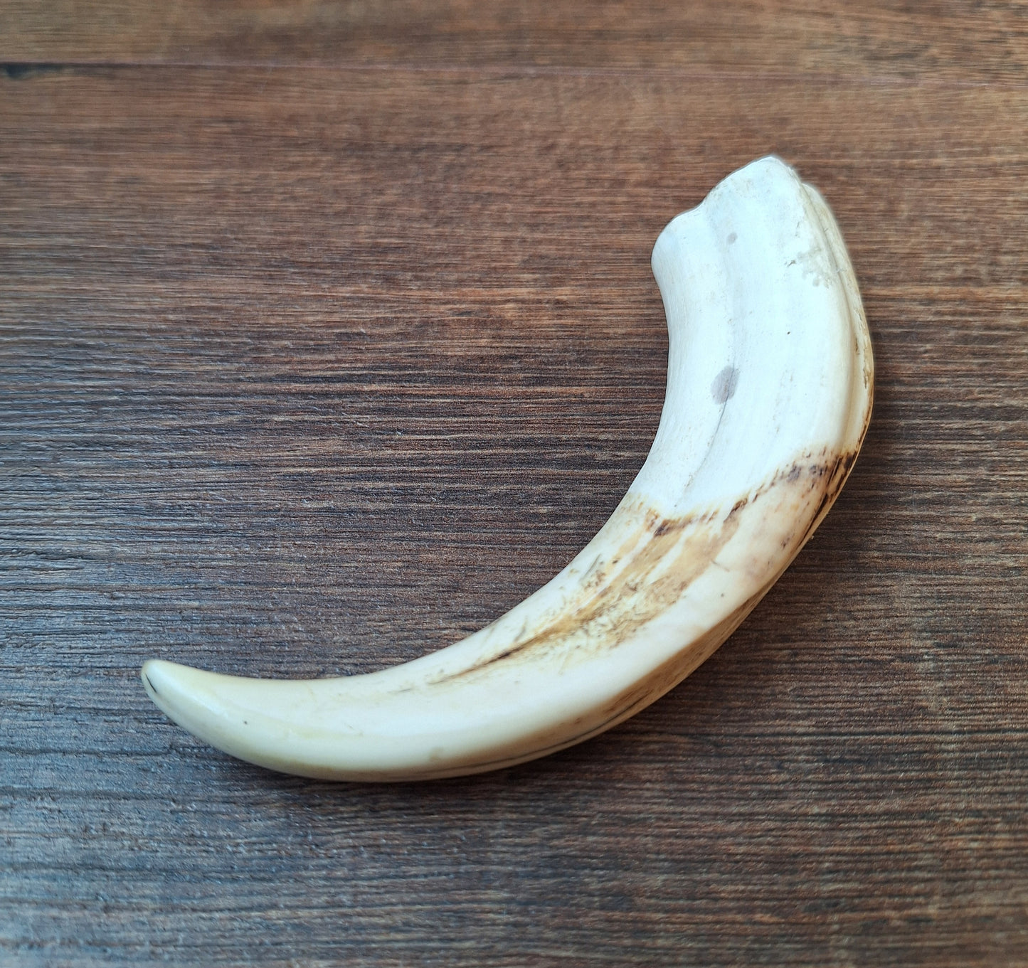 Wart hog tusk